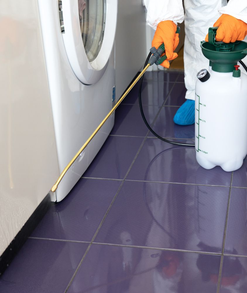 Dedetização em Londrina